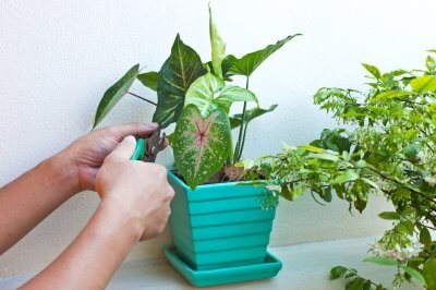 Hands pruning a potted plant with a green plastic pot on a white surface.