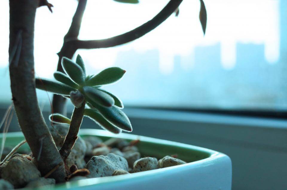 Close-up of a succulent plant in a pot by a window, with a cityscape blurred in the background.